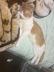Lost Male Cat last seen Babcock st / park st / Putnam st, Hartford, CT 06106