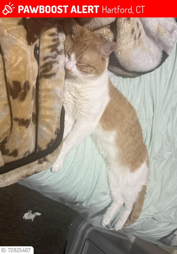 Lost Male Cat last seen Babcock st / park st / Putnam st, Hartford, CT 06106