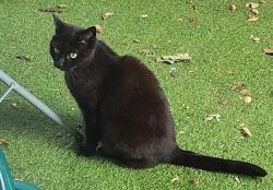 Lost Female Cat last seen Shaftesbury street, Murray grove N1 , Greater London, England N1 7EX