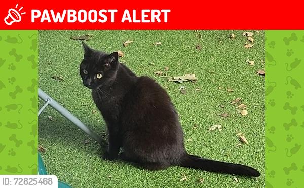 Lost Female Cat last seen Shaftesbury street, Murray grove N1, Greater London, England N1 7EX