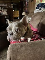 Found/Stray Male Dog last seen Cartwright , Mesquite, TX 75149