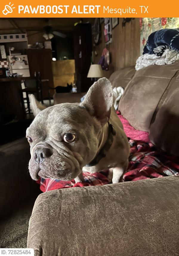 Found/Stray Male Dog last seen Cartwright , Mesquite, TX 75149
