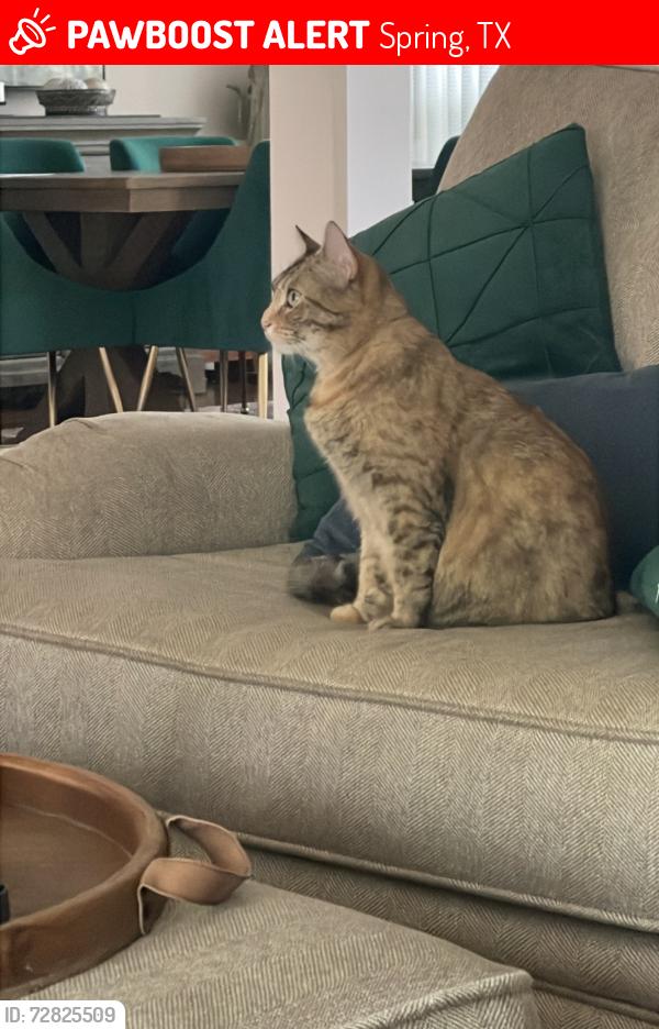 Lost Female Cat last seen Champion forest and hidden trail , Spring, TX 77379