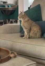 Lost Female Cat last seen Champion forest and hidden trail , Spring, TX 77379
