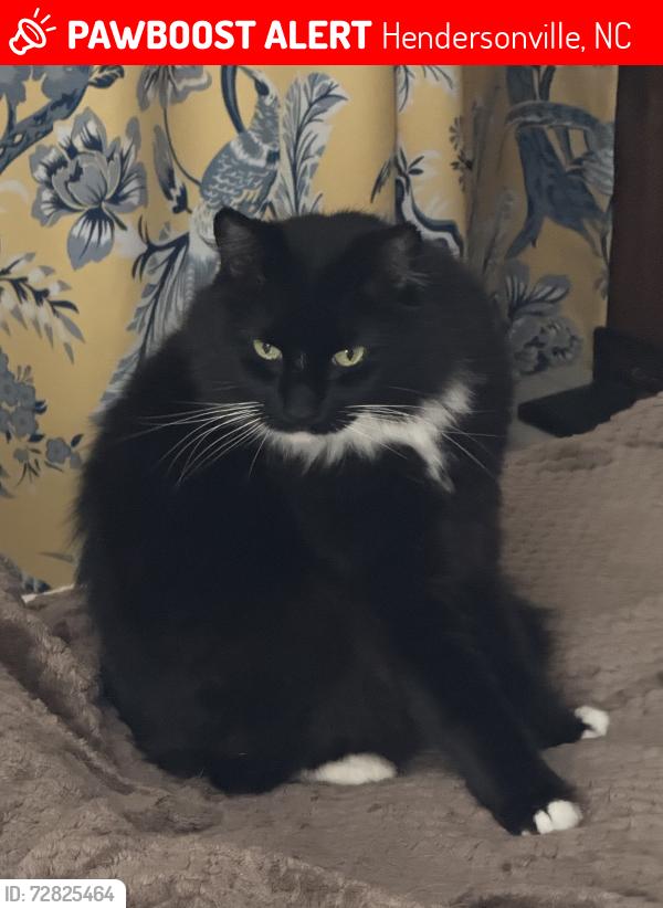 Lost Male Cat last seen Clear Creek and Zeb Corn, Hendersonville, NC 28792