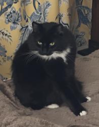 Lost Male Cat last seen Clear Creek and Zeb Corn, Hendersonville, NC 28792