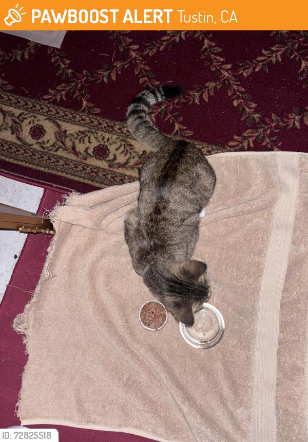 Found/Stray Male Cat last seen Walnut Ave and Tustin Ranch, Tustin, CA 92780