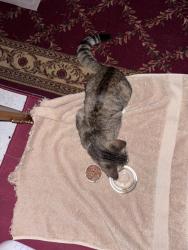 Found/Stray Male Cat last seen Walnut Ave and Tustin Ranch, Tustin, CA 92780