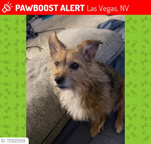 Lost Male Dog last seen Charleston and eastern, Las Vegas, NV 89104
