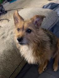 Lost Male Dog last seen Charleston and eastern, Las Vegas, NV 89104