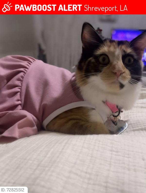 Lost Female Cat last seen Had this same exact collar on//Blue ride community s, Shreveport, LA 71129