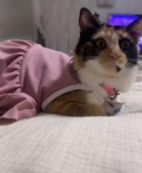 Lost Female Cat last seen Had this same exact collar on//Blue ride community s, Shreveport, LA 71129