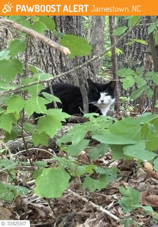 Found/Stray Unknown Cat last seen He or she is behind Castle McCulloch in Jamestown. I would be happy to meet there to show you where he is staying. , Jamestown, NC 27282