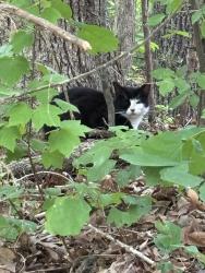 Found/Stray Unknown Cat last seen He or she is behind Castle McCulloch in Jamestown. I would be happy to meet there to show you where he is staying. , Jamestown, NC 27282