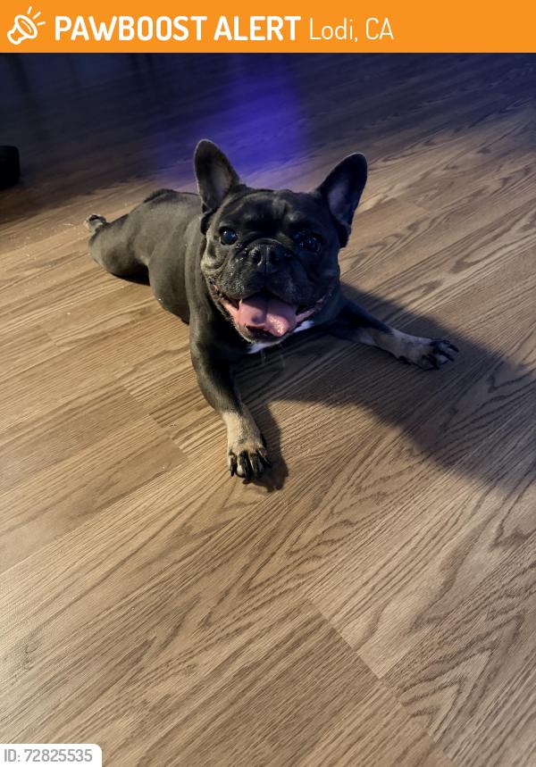 Found/Stray Female Dog last seen Fierro Coffee Shop, Lodi, CA 95240