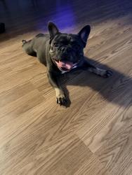 Found/Stray Female Dog last seen Fierro Coffee Shop, Lodi, CA 95240
