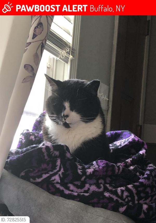 Lost Male Cat last seen The cross of Seneca street and Orchard Park rd, Buffalo, NY 14210