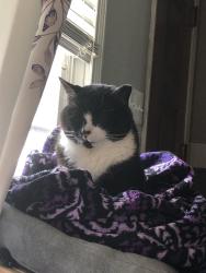 Lost Male Cat last seen The cross of Seneca street and Orchard Park rd, Buffalo, NY 14210