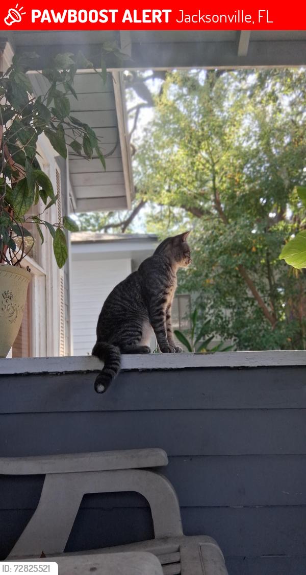 Lost Male Cat last seen Near Herschel Street 32205, Jacksonville, FL 32205