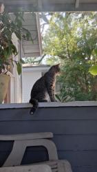 Lost Male Cat last seen Near Herschel Street 32205, Jacksonville, FL 32205