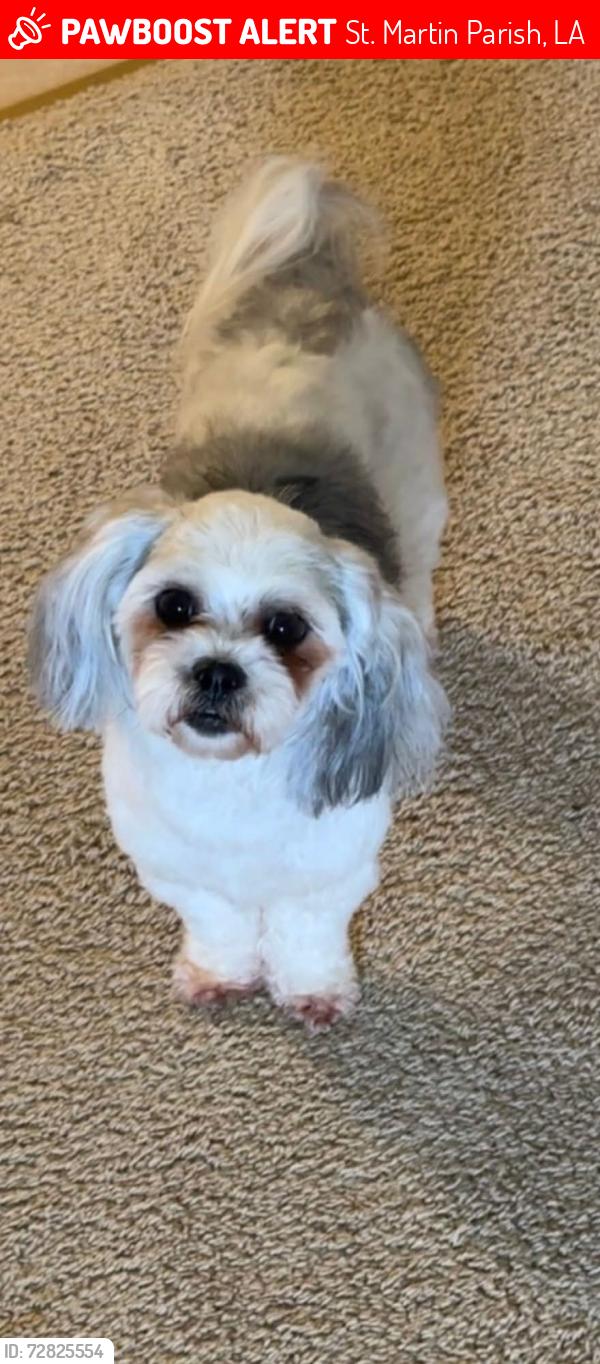 Lost Female Dog last seen Near Bordelon Rd - at the grand point intersection , St. Martin Parish, LA 70517