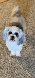 Lost Female Dog last seen Near Bordelon Rd - at the grand point intersection , St. Martin Parish, LA 70517