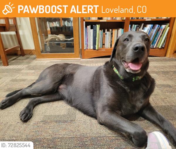 Found/Stray Female Dog last seen Saltbrush Drive and Long Pine Lake Drive, Loveland, CO 80538