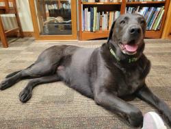 Found/Stray Female Dog last seen Saltbrush Drive and Long Pine Lake Drive, Loveland, CO 80538