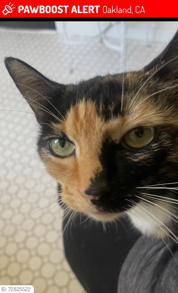 Lost Female Cat last seen Golf Links, Oakland, CA 94605