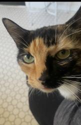 Lost Female Cat last seen Golf Links, Oakland, CA 94605