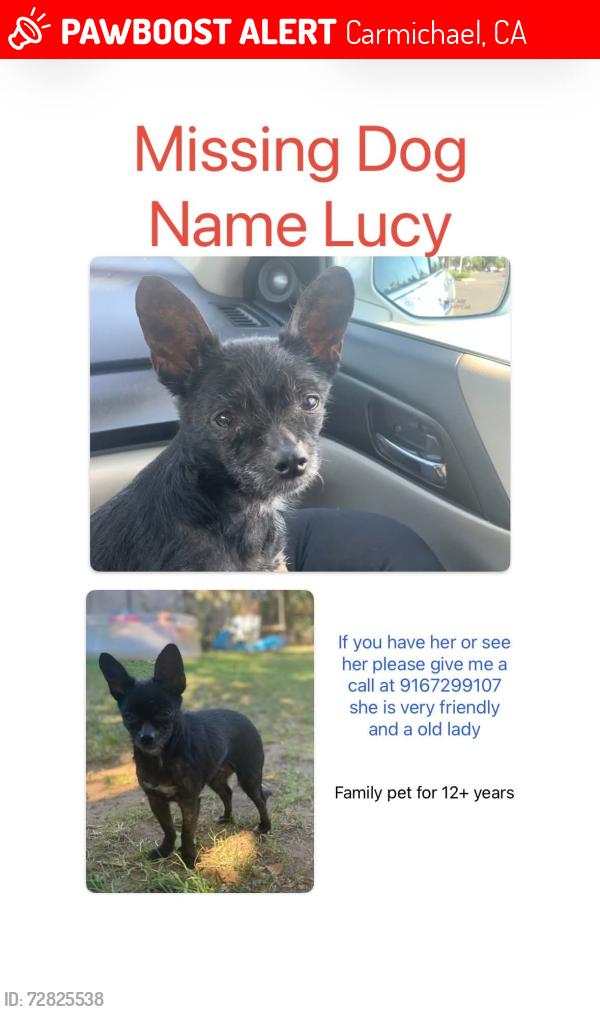 Lost Female Dog last seen Fair oaks Blvd and California , Carmichael, CA 95608