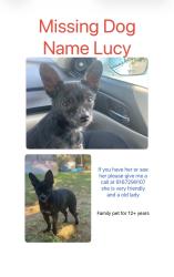 Lost Female Dog last seen Fair oaks Blvd and California , Carmichael, CA 95608