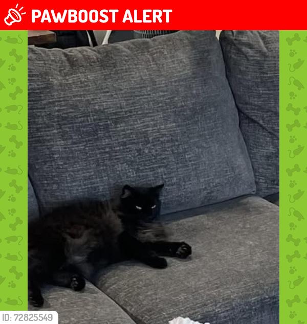 Lost Male Cat last seen White Oak Valley Circle, S. Lee Hwy, Hamilton County, TN 37353