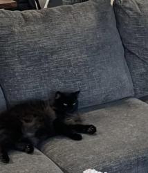 Lost Male Cat last seen White Oak Valley Circle, S. Lee Hwy, Hamilton County, TN 37353