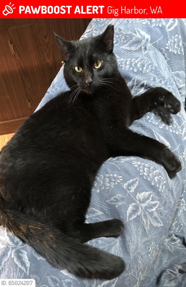 Lost Male Cat last seen Near 66th Ave NW & Rosedale, Gig Harbor, WA 98332