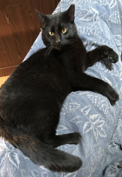 Lost Male Cat last seen Near 66th Ave NW & Rosedale, Gig Harbor, WA 98332