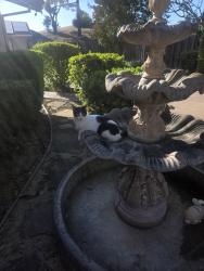 Lost Female Cat last seen Tennessee street , Vallejo, CA 94591