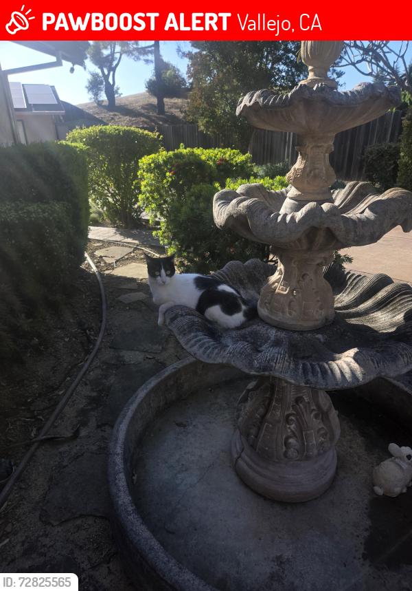 Lost Female Cat last seen Tennessee street , Vallejo, CA 94591