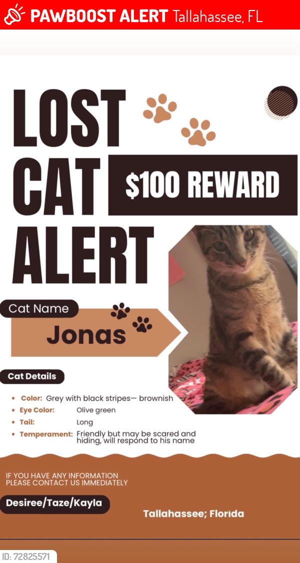 Lost Male Cat last seen By Bruster’s ice cream/Snapper’s fish and chicken, Tallahassee, FL 32303
