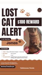 Lost Male Cat last seen By Bruster’s ice cream/Snapper’s fish and chicken, Tallahassee, FL 32303