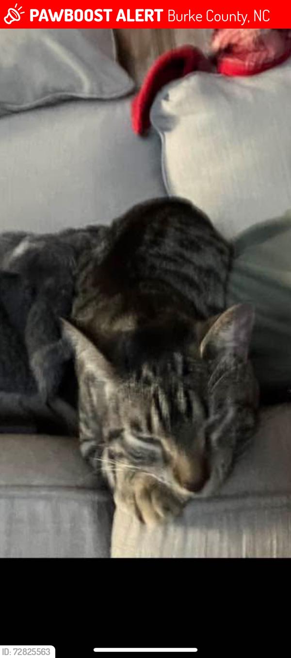 Lost Female Cat last seen Piedmont Rd Morganton, NC, Burke County, NC 28655