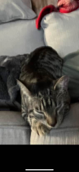 Lost Female Cat last seen Piedmont Rd Morganton, NC, Burke County, NC 28655