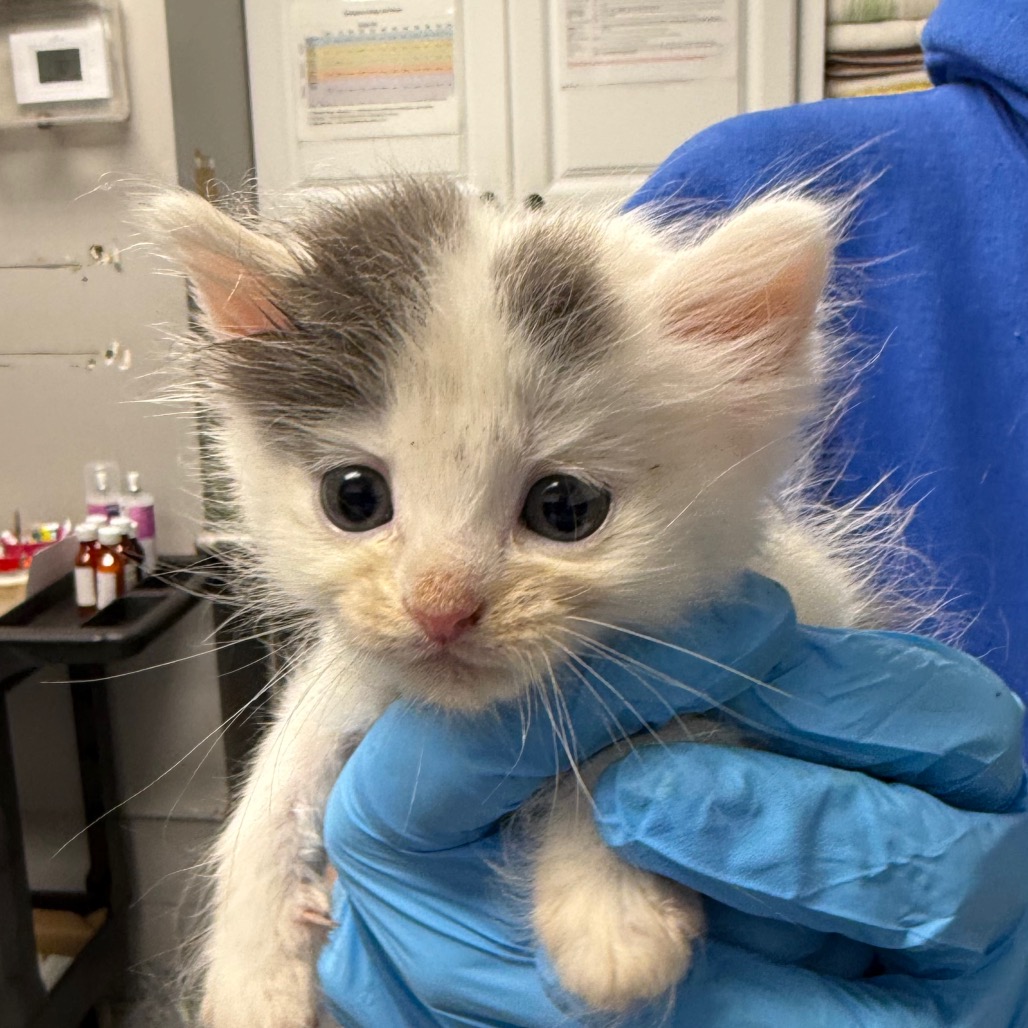 Shelter Stray Female Cat last seen , Greenville, SC 29609