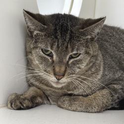 Shelter Stray Female Cat last seen , Philadelphia, PA 19140