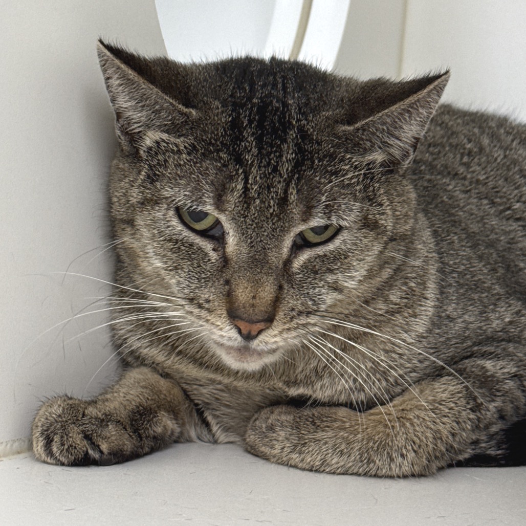 Shelter Stray Female Cat last seen , Philadelphia, PA 19140