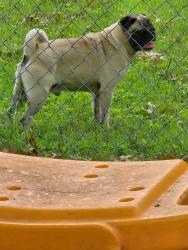 Found/Stray Male Dog last seen Azle Ave , Fort Worth, TX 76106