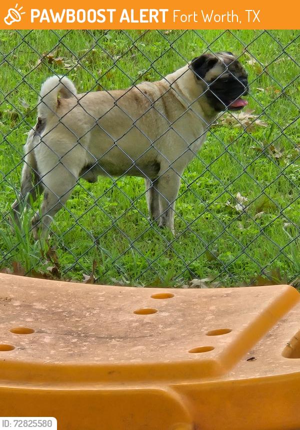 Found/Stray Male Dog last seen Azle Ave , Fort Worth, TX 76106