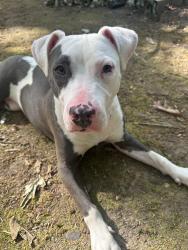 Found/Stray Female Dog last seen Monroe 28112, Monroe, NC 28112