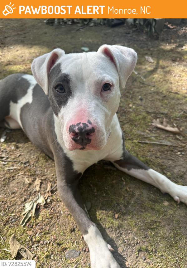 Found/Stray Female Dog last seen Monroe 28112, Monroe, NC 28112