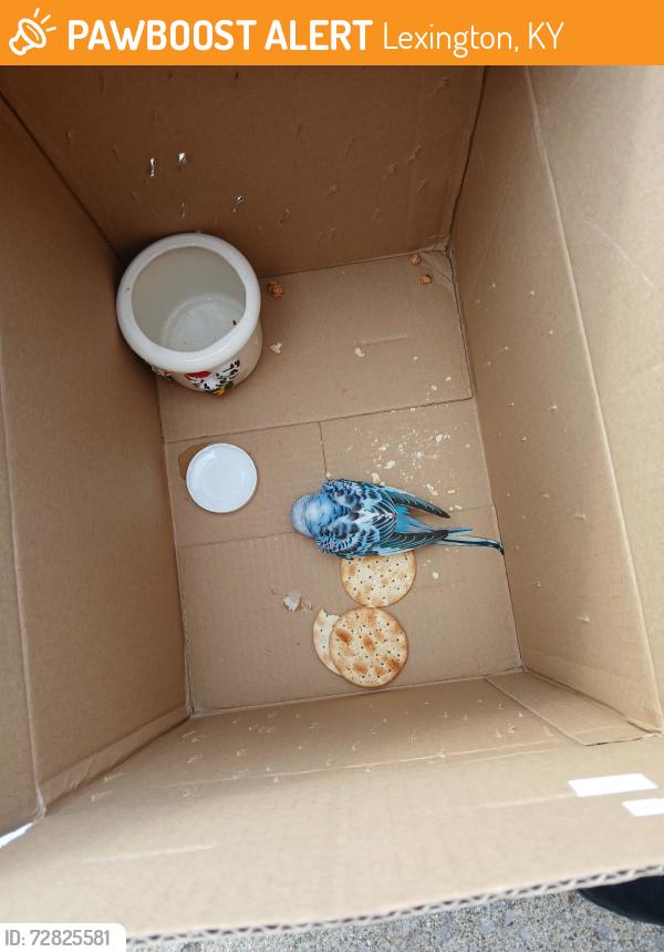 Found/Stray Unknown Bird last seen UK Veterinary Diagnostic Lab , Lexington, KY 40511